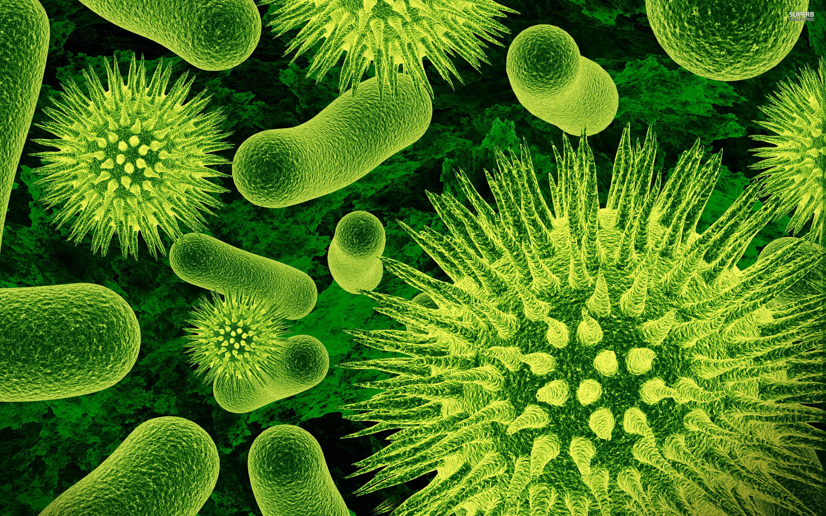 Image of bacteria